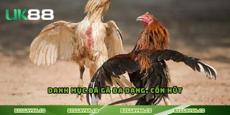 Danh mục đá gà đa dạng, cốn hút