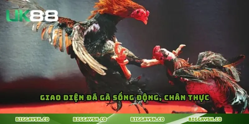 Giao diện đá gà sống động, chân thực