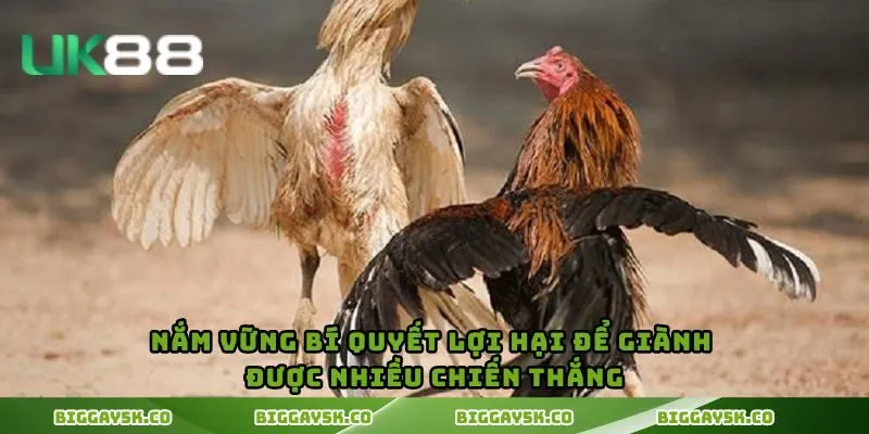 Nắm vững bí quyết lợi hại để giành được nhiều chiến thắng