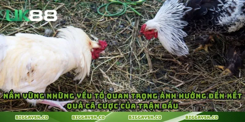 Nắm vững những yếu tố quan trọng ảnh hưởng đến kết quả cá cược của trận đấu