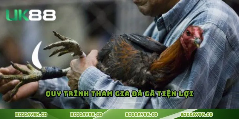 Quy trình tham gia đá gà tiện lợi