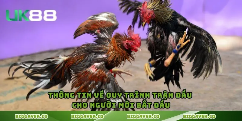 Thông tin về quy trình trận đấu cho người mới bắt đầu