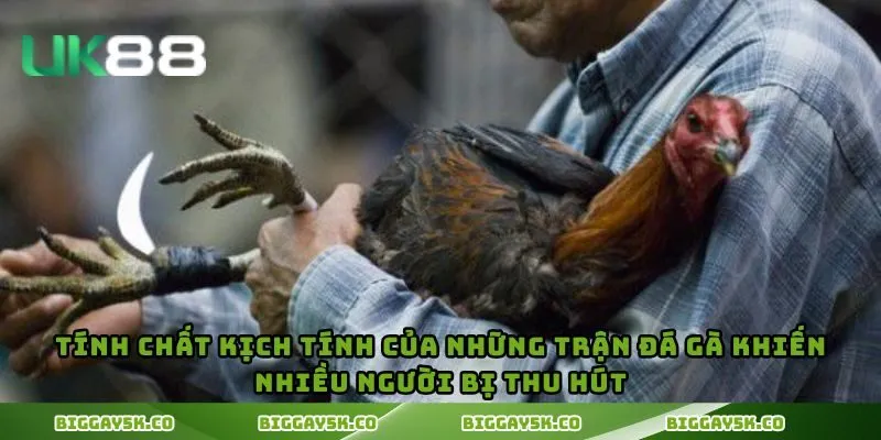 Tính chất kịch tính của những trận đá gà khiến nhiều người bị thu hút